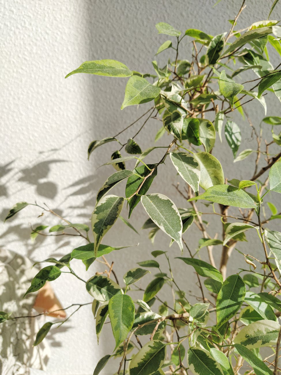 Benjamin – Ficus&nbsp;Benjamina