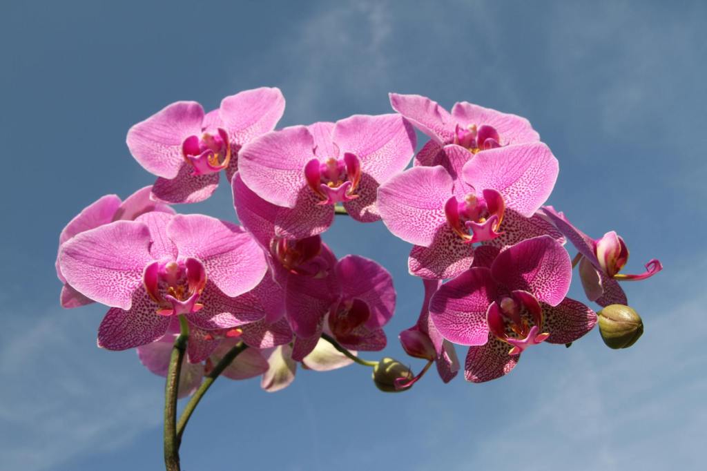 Orkide – Phalaenopsis
