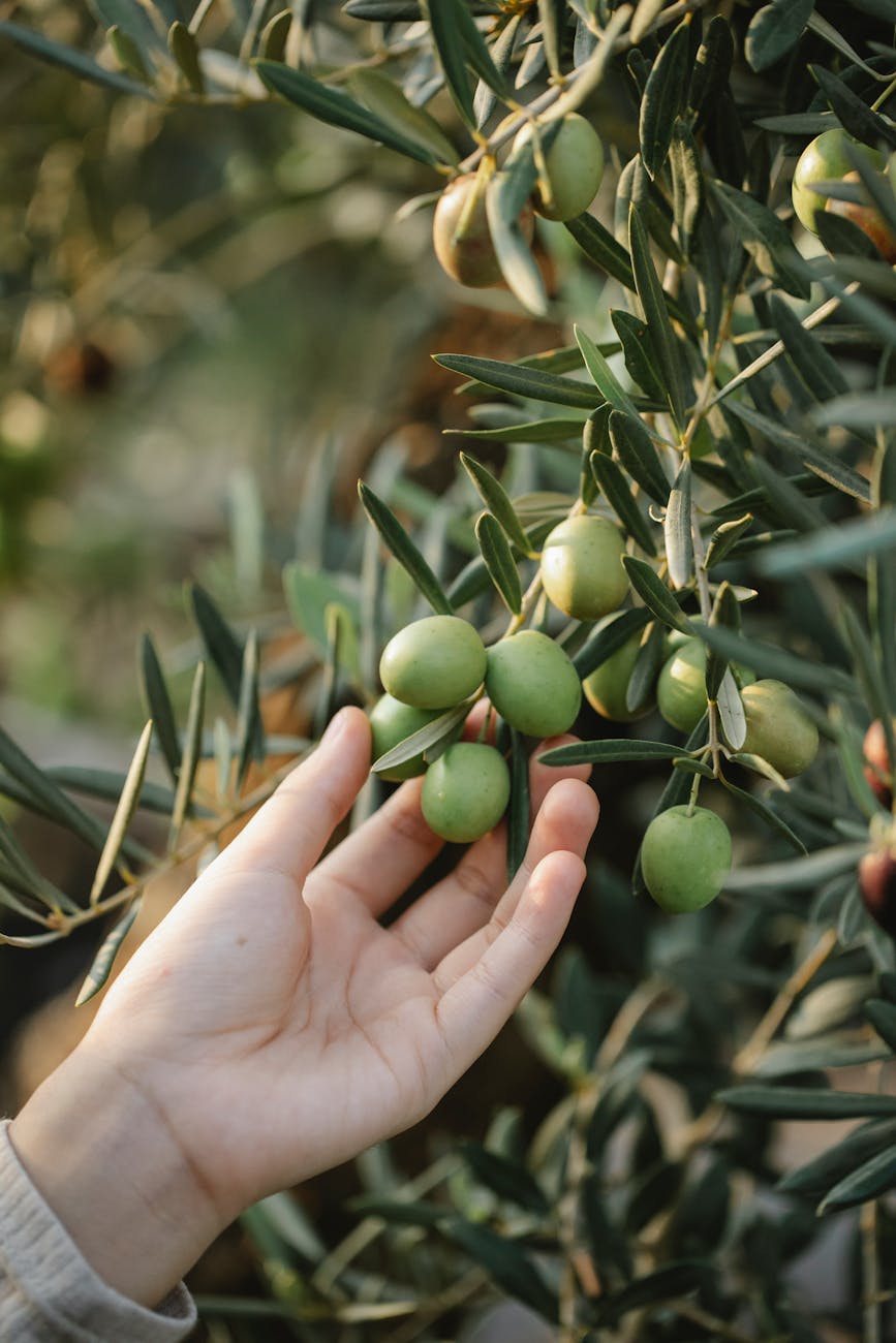 Zeytin Ağacı – Olea&nbsp;europaea