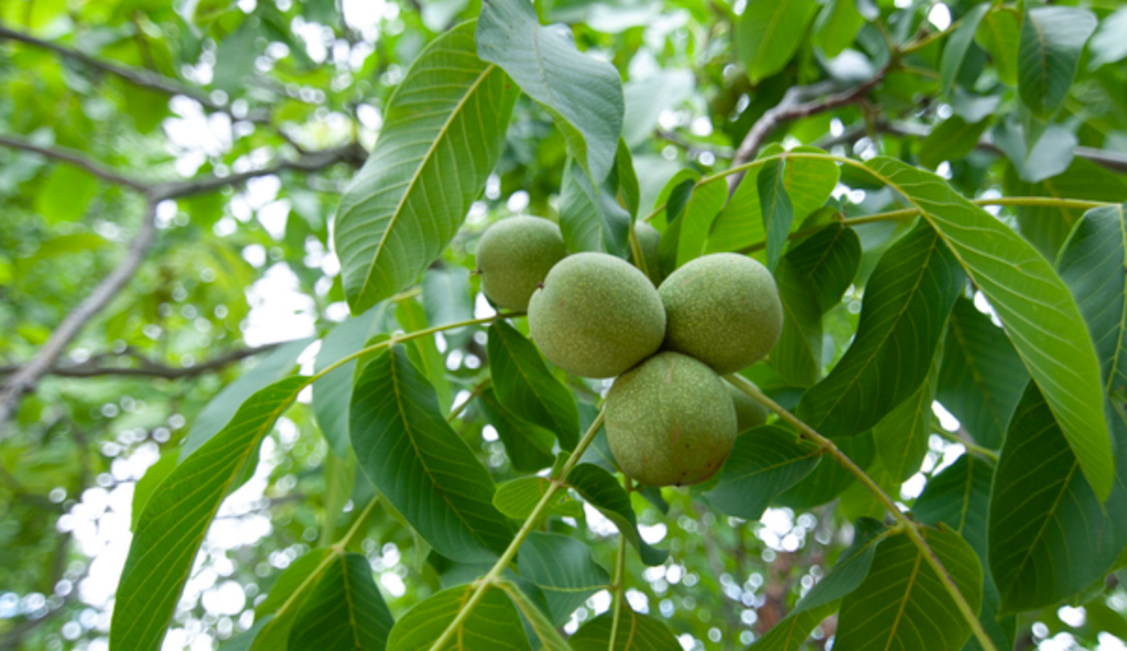 Ceviz Ağacı – Juglans&nbsp;Regia