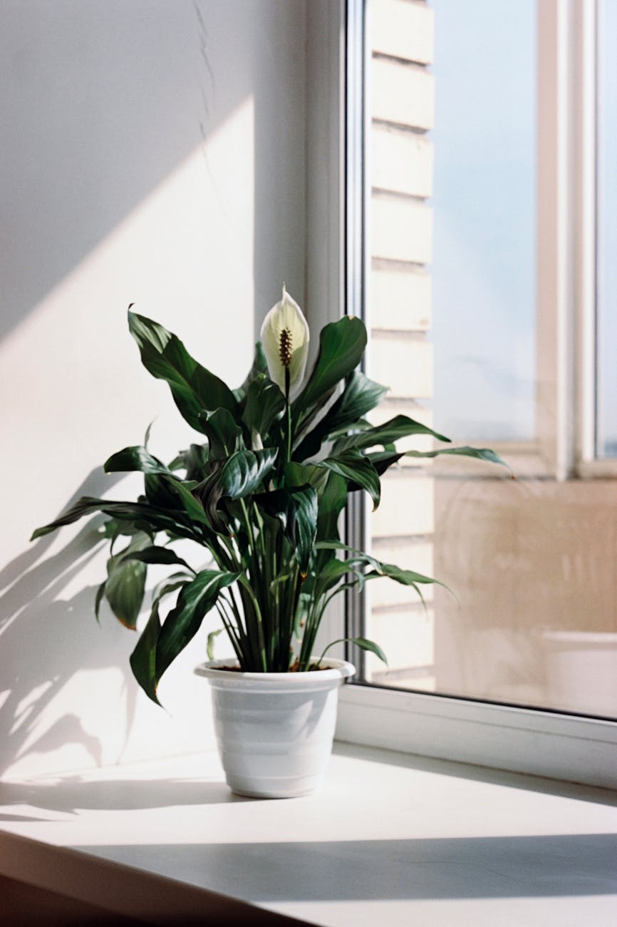 Barış Çiçeği , Barış Zambağı, Yelken Çiçeği (Spathiphyllum) – Peace&nbsp;Lily